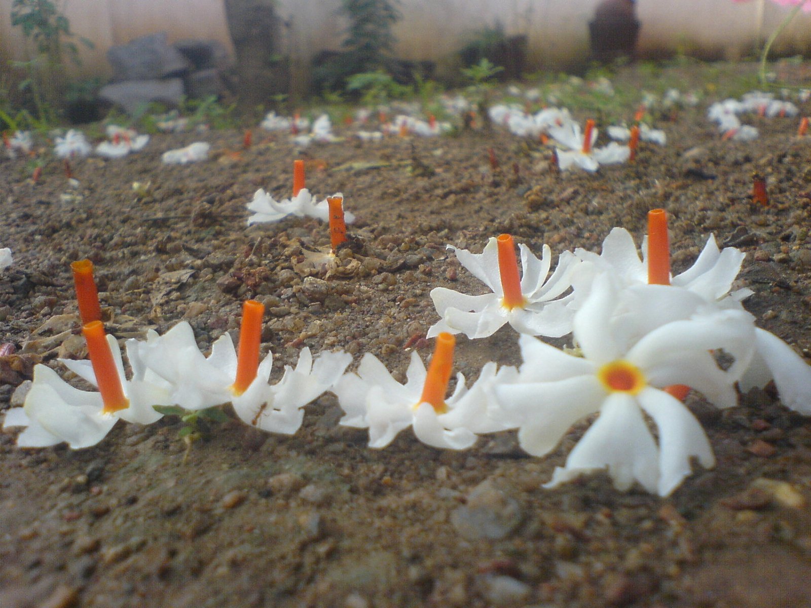 SIULI FLOWER