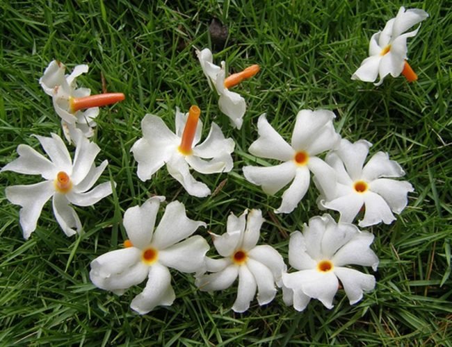 SIULI FLOWER1